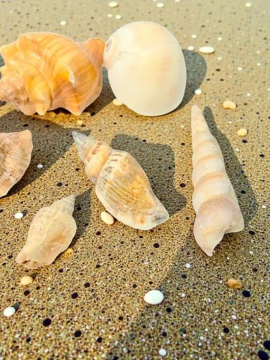 Florida Sea Shells for Crafts - Picture 3 of 5